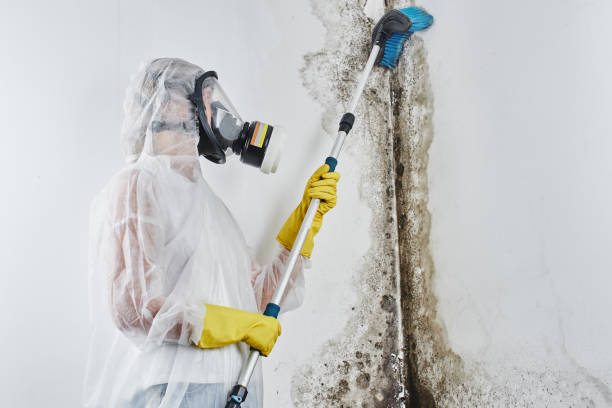 Best Post-Flood Mold Remediation in Brazoria, TX