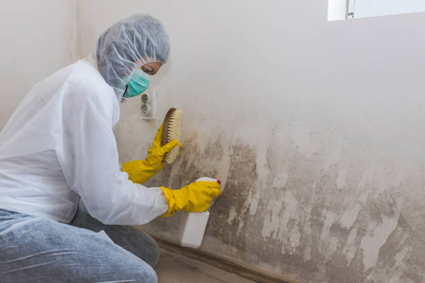 Best White Mold Remediation in Brazoria, TX