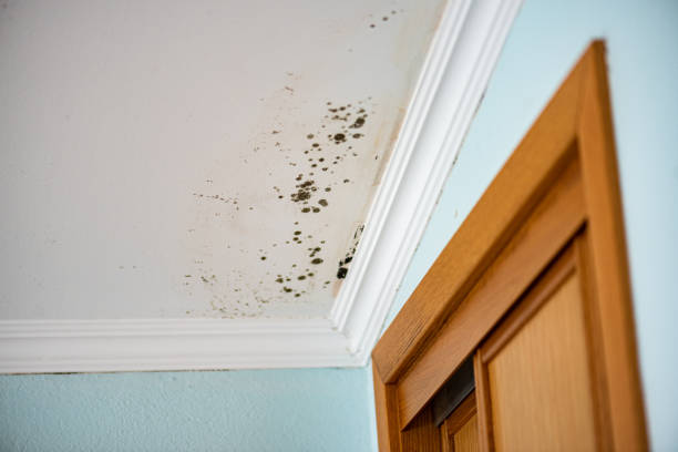 Best Preventive Mold Services in Brazoria, TX