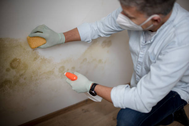 Trusted Brazoria, TX Mold Remediation Experts