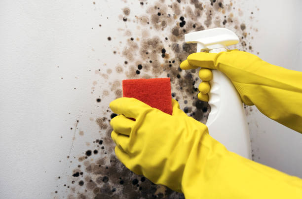 Best Localized Mold Remediation (e.g., coastal areas, humid climates) in Brazoria, TX