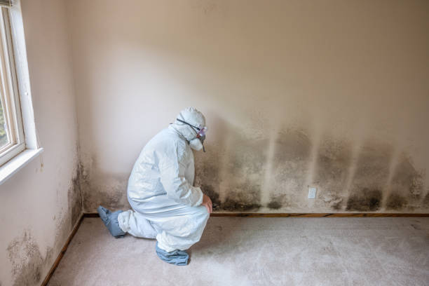 Best Mold Remediation for Specific Building Types in Brazoria, TX