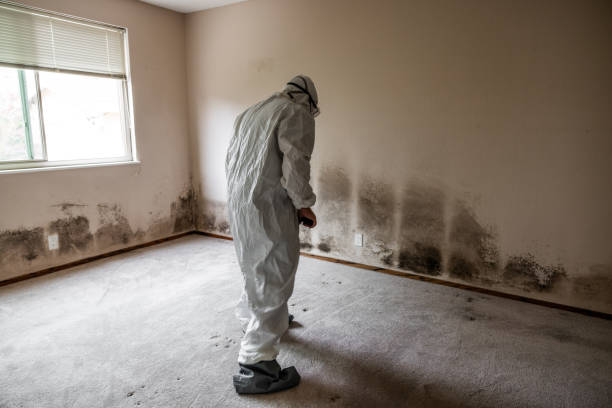Best Residential Mold Remediation in Brazoria, TX