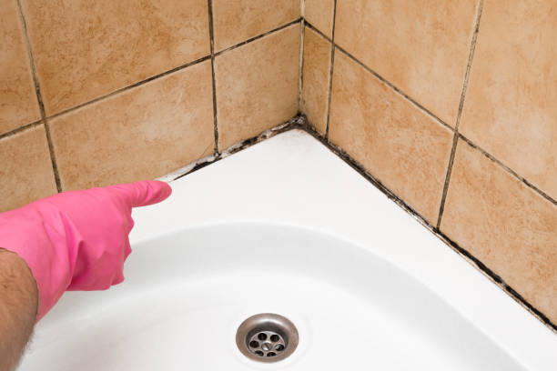 Best Kitchen Mold Remediation in Brazoria, TX